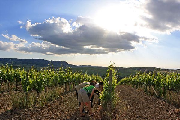 Cantine Aperte 2014 - carussin