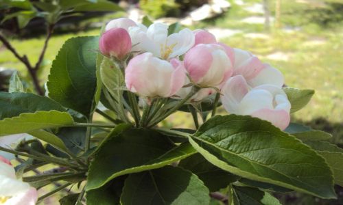 Fiori di melo (foto di Tiziana Tesio)