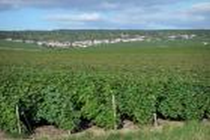 vignoble-champenois