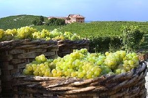 Festa della Vendemmia - Eataly Lingotto - Torino