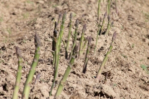 Asparagi di Santena